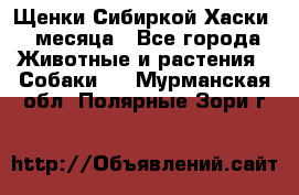 Щенки Сибиркой Хаски 2 месяца - Все города Животные и растения » Собаки   . Мурманская обл.,Полярные Зори г.